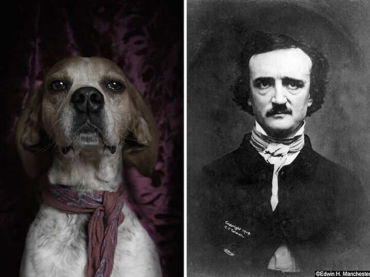 poetic dogs photo series casts pups as literary icons