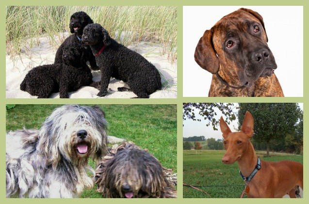 american kennel club adds 4 dog breeds to its ranks