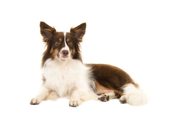 miniature american shepherd