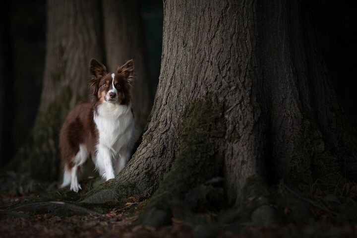 miniature american shepherd