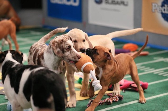 animal planet to air puppy bowl xi on february 1 video