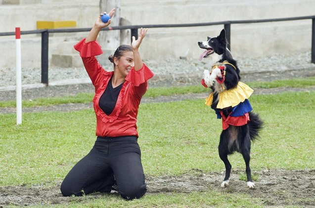 step up to dog dancing