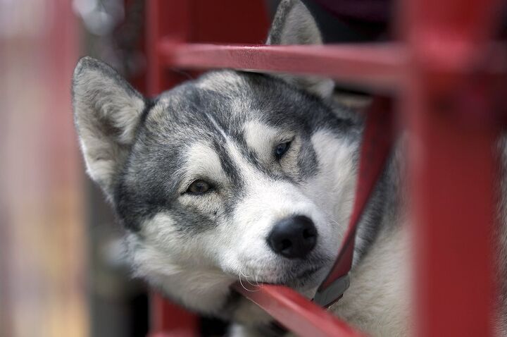 alaskan husky