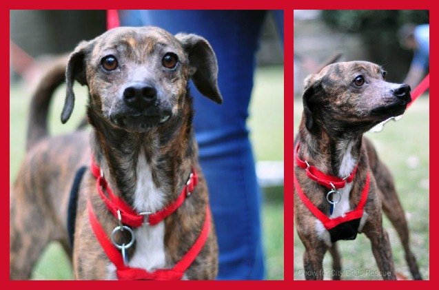 adoptable dog of the week carlton