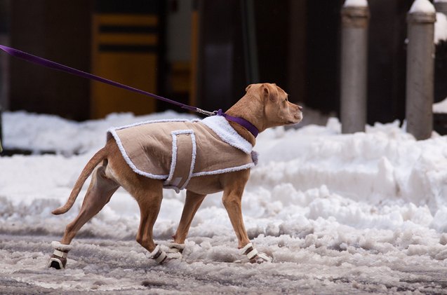 tails from a pet sitter walking in a winter blunderland