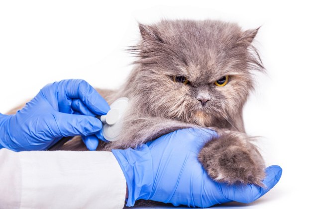 a short guide to common parasites in cats