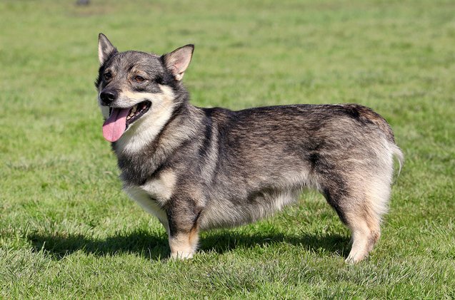 swedish vallhund