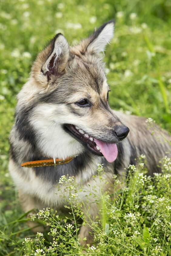 swedish vallhund