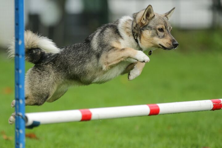 swedish vallhund