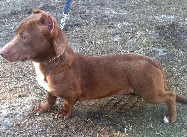 shelter sensation rami the pitbull dachshund mix to become therapy dog