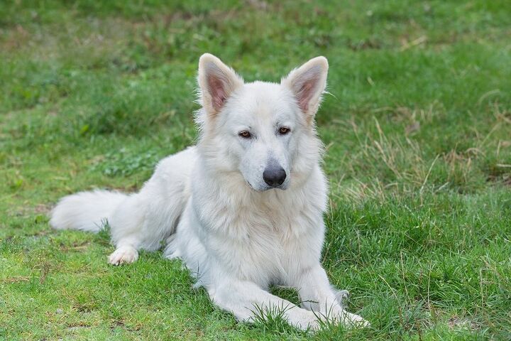 berger blanc suisse