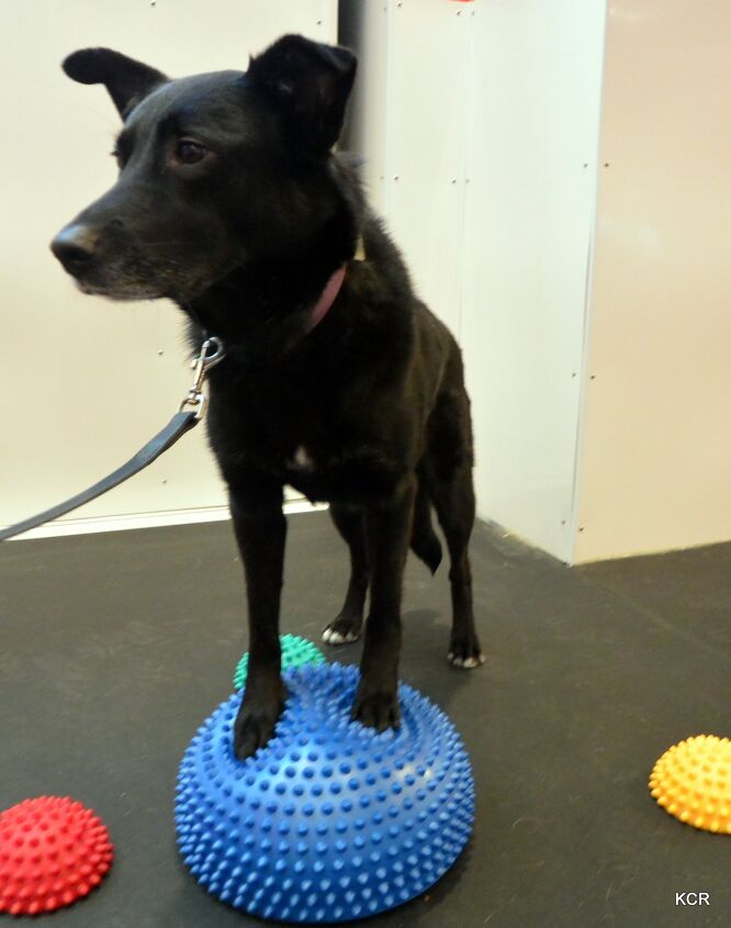 furry fitness pumping up with your dog at the gym