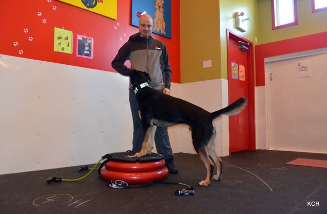 furry fitness pumping up with your dog at the gym