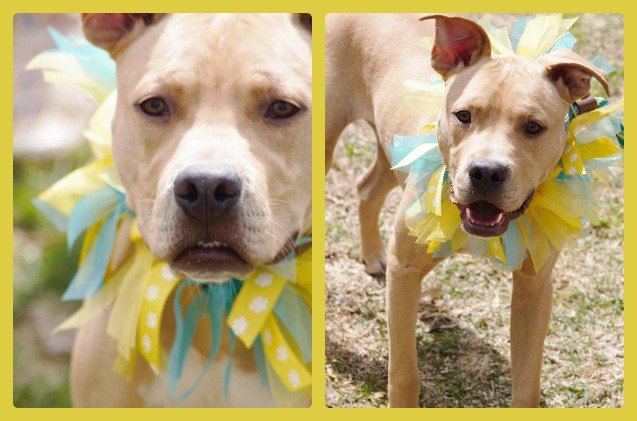 adoptable dog of the week artimus