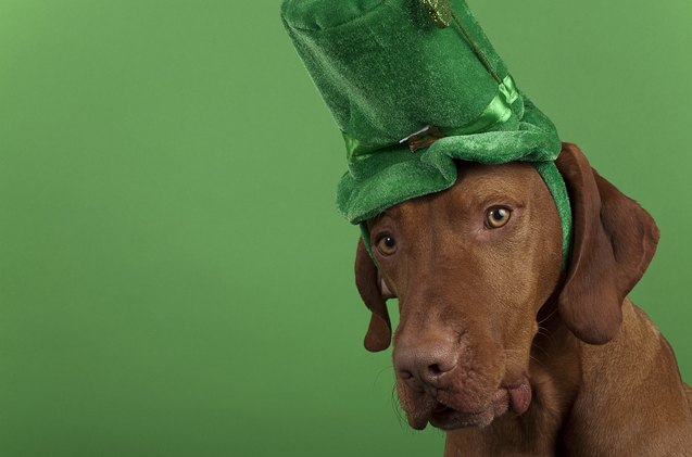 raise a pint to these top irish dog names