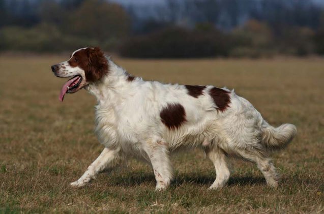 top 10 irish dog breeds