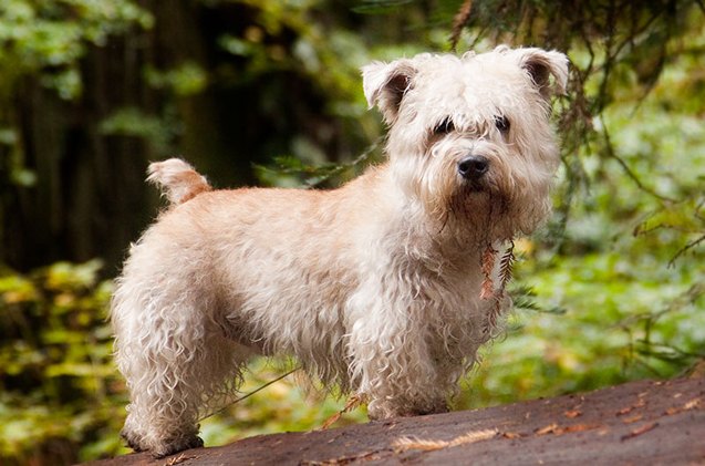 top 10 irish dog breeds