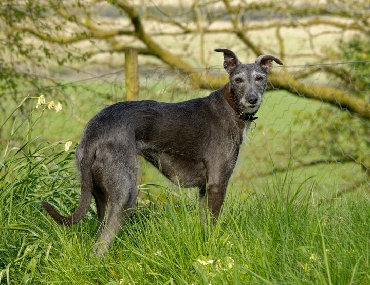 lurcher