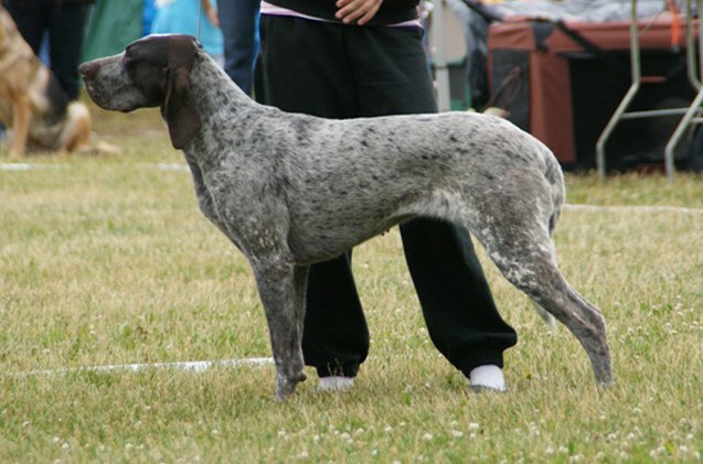 spanish pointer