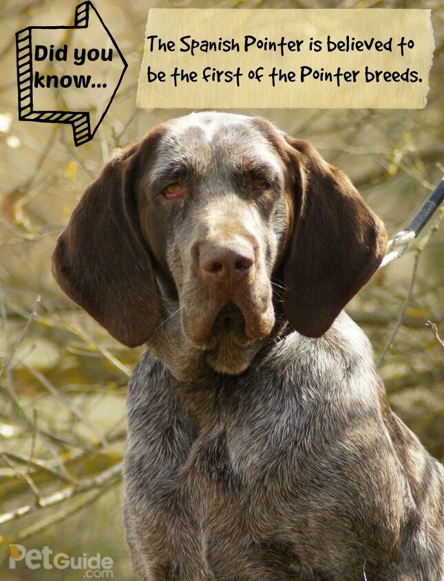 spanish pointer