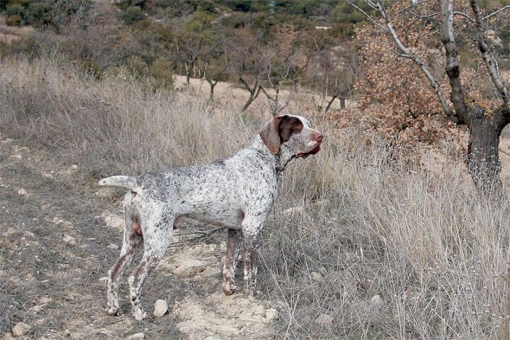 spanish pointer