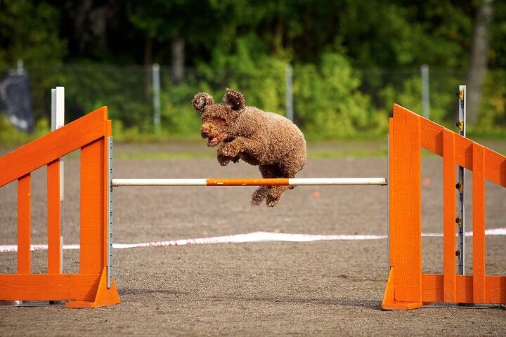 spanish water dog