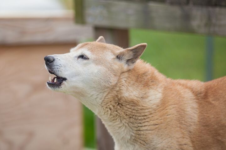 new guinea singing dog