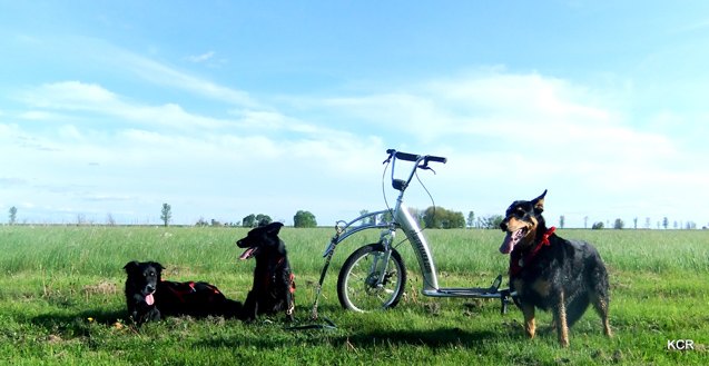 wheely good time bikejoring and scootering part 1