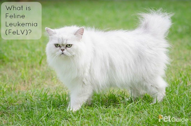 what is feline leukemia