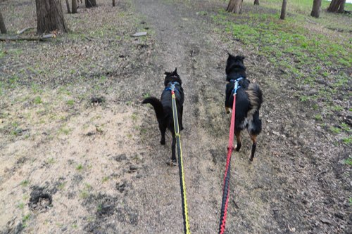 dog powered running get fit with canicross