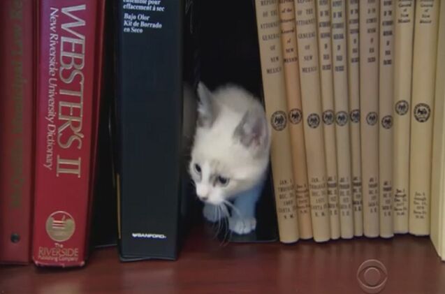 this cat library is a novel approach to the mewey decimal system