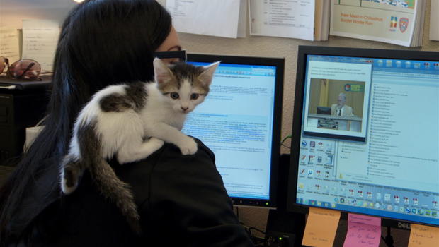 this cat library is a novel approach to the mewey decimal system