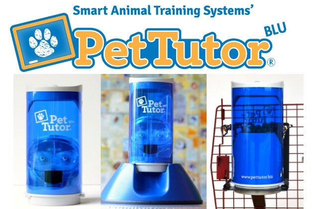 dogs get schooled in earning treats with smart feeder pet tutor blu