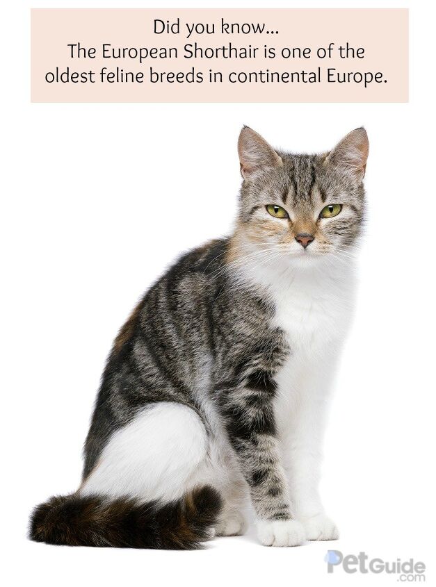 european shorthair