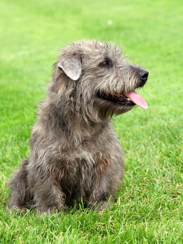 glen of imaal terrier