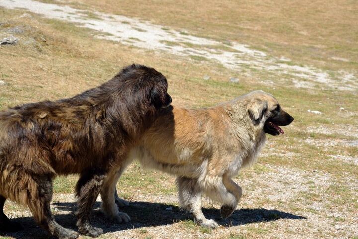 estrela mountain dog