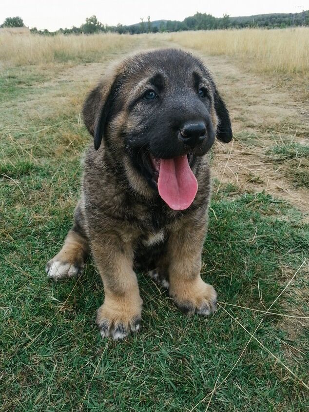 estrela mountain dog