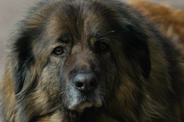 estrela mountain dog