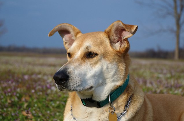 carolina dog