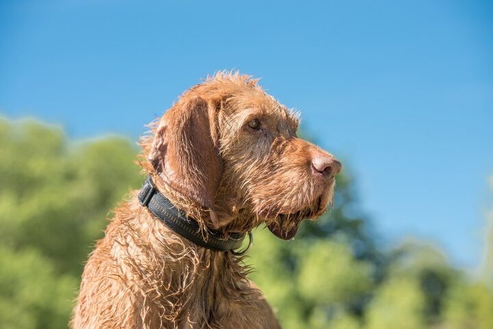 wirehaired vizsla