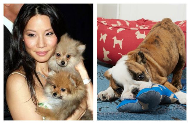 lucy liu launches le roar dedicated to quality pet products