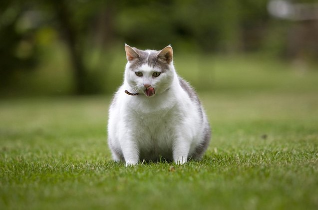 what to do with your overweight cat