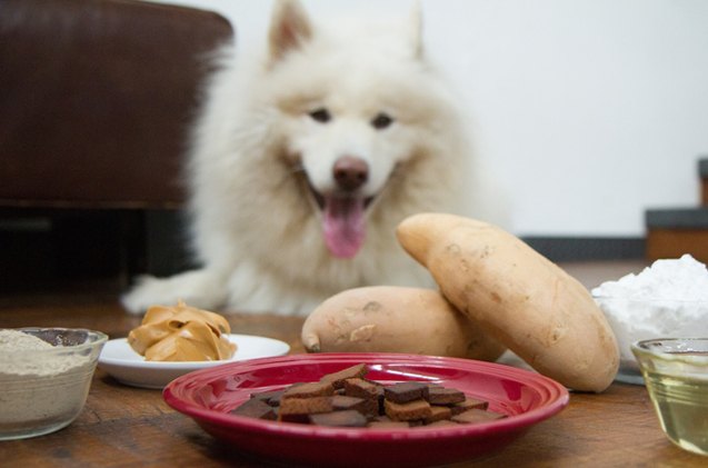 new noms cricket based dog treats packed with protein