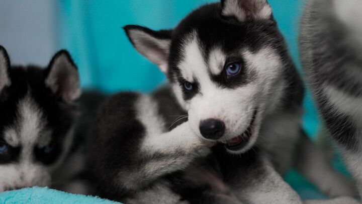 miniature husky