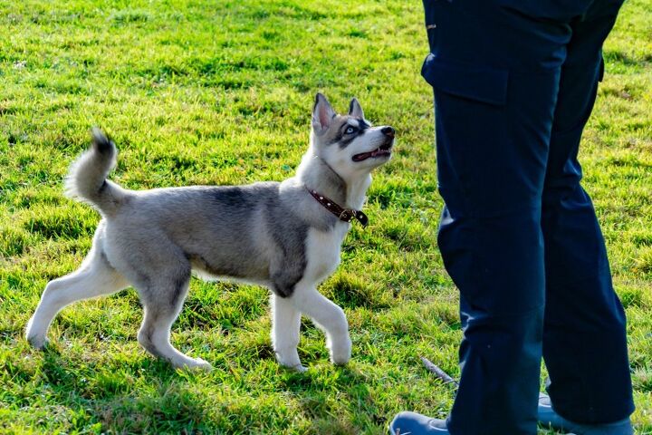 miniature husky