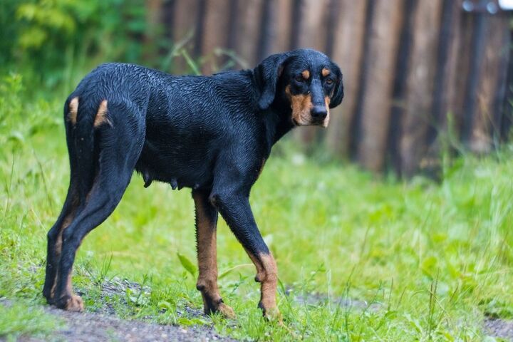 transylvanian hound