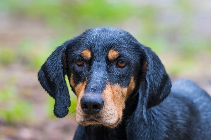 transylvanian hound