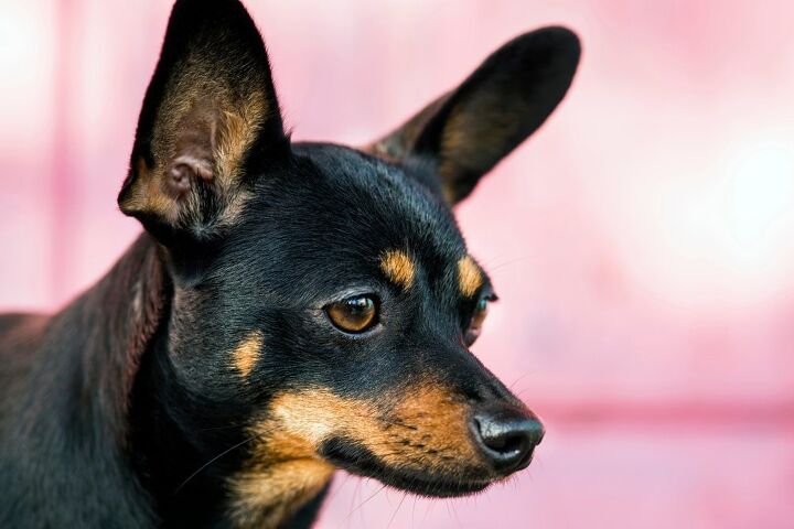 english toy terrier