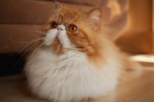 top 10 long haired cat breeds