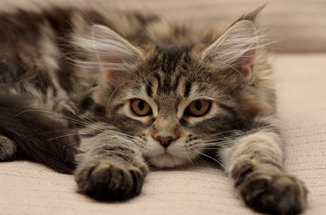 top 10 long haired cat breeds